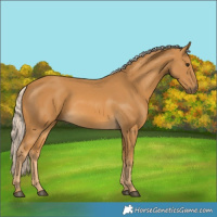 Horse Color:Palomino 