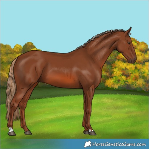 Horse Color:Chestnut 