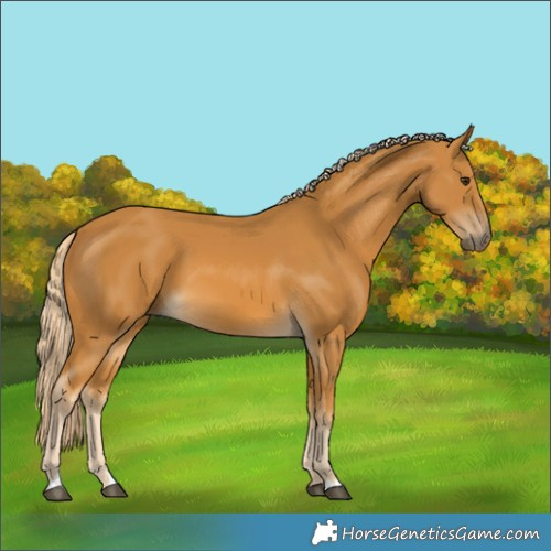 Horse Color:Palomino 