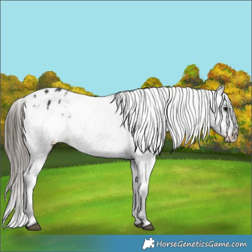 Horse Color:Black Appaloosa 