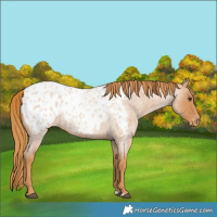 Horse Color:Red Roan Appaloosa