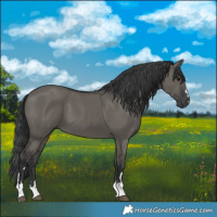 Horse Color:Grullo 