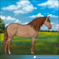 Horse Color:Red Dun 