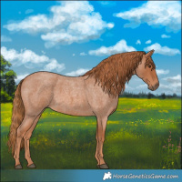 Horse Color:Red Roan 