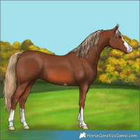 Horse Color:Chestnut 