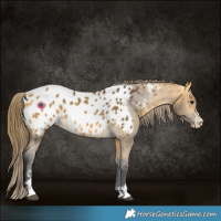 Horse Color:Buckskin Appaloosa 