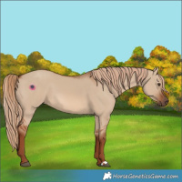 Horse Color:Red Dun 