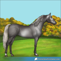 Horse Color:Gray Silver Black 