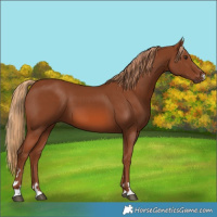 Horse Color:Chestnut 