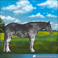 Horse Color:Black  and White Spotted Black 
