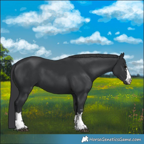 Horse Color:Black  and Black 