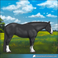 Horse Color:Black  and Black 