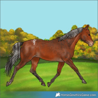 Horse Color:Bay Varnish  and Silver Bay Varnish 