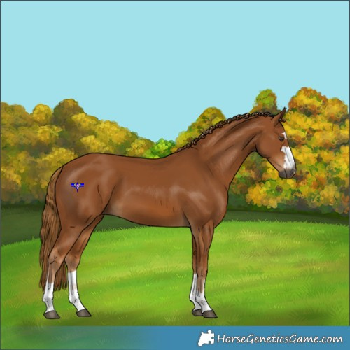 Horse Color:Gray Chestnut