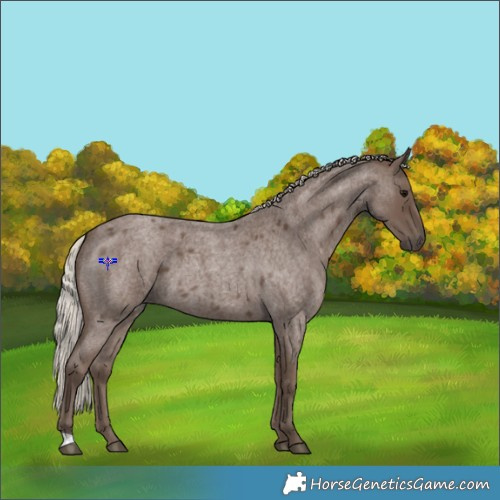 Horse Color:Silver Blue Roan