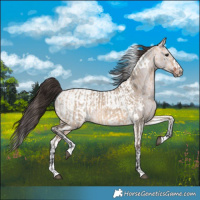 Horse Color:Bay Dun  and Platinum Bay Dun Tobiano Blanket 