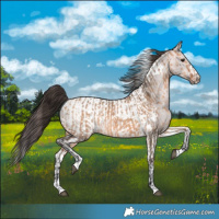 Horse Color:Bay Dun and Platinum Bay Dun Tobiano Appaloosa