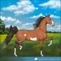 Horse Color:Bay Splash Frame 