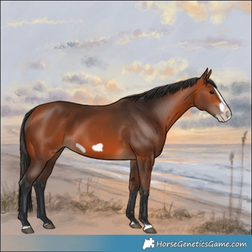 Horse Color:Bay Splash Frame