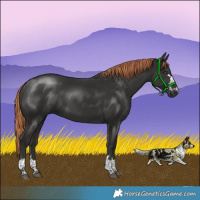 Horse Color:Liver Chestnut 