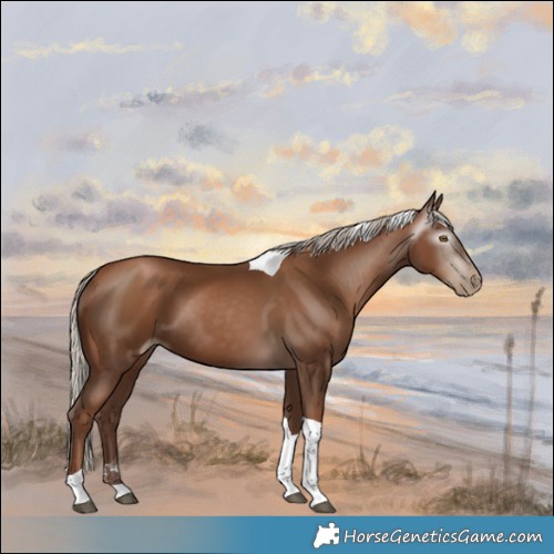 Horse Color:Gray Silver Black Pearl Tobiano