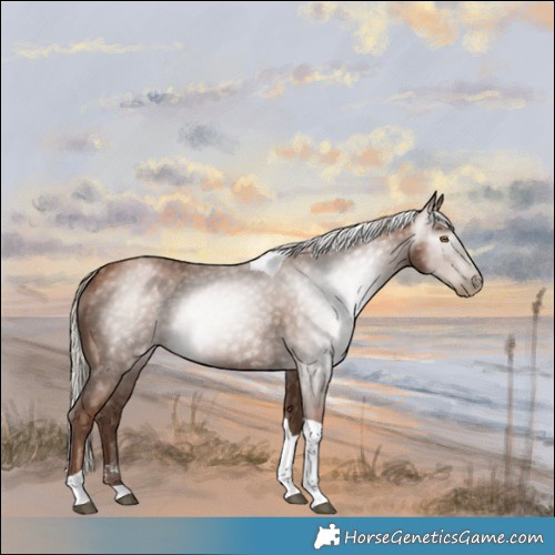 Horse Color:Gray Silver Black Pearl Tobiano