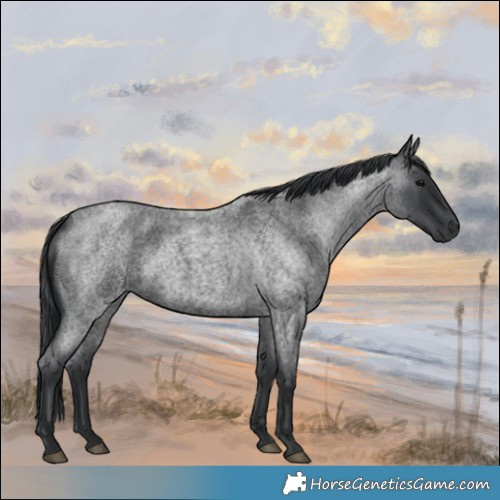 Horse Color:Blue Roan 