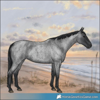 Horse Color:Blue Roan