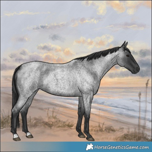 Horse Color:Blue Roan 