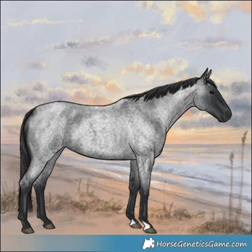 Horse Color:Blue Roan