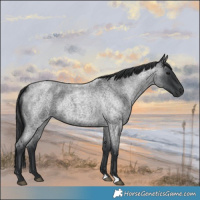 Horse Color:Blue Roan 