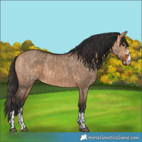 Horse Color:Bay Dun and Bay Dun