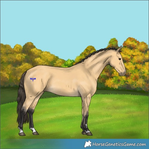 Horse Color:Buckskin