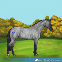 Horse Color:Blue Roan 