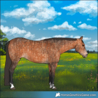 Horse Color:Bay Dun  and Bay 