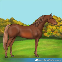 Horse Color:Chestnut 