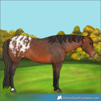 Horse Color:Bay Appaloosa and Bay Appaloosa