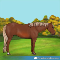 Horse Color:Chestnut 