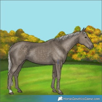 Horse Color:Silver Smoky Black 