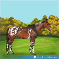 Horse Color:Bay Appaloosa  and Bay Tobiano Appaloosa 