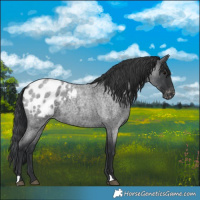 Horse Color:Blue Roan Blanket 
