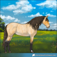 Horse Color:Buckskin Roan 