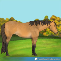 Horse Color:Buckskin