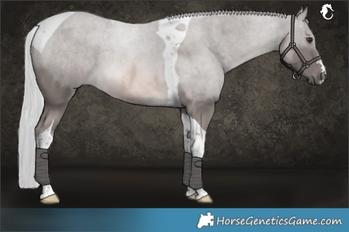 Horse Color:Platinum Chocolate Palomino Tobiano 