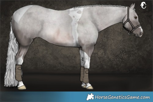 Horse Color:Platinum Chocolate Palomino Tobiano 