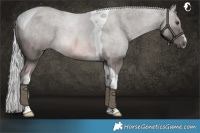 Horse Color:Platinum Chocolate Palomino Tobiano