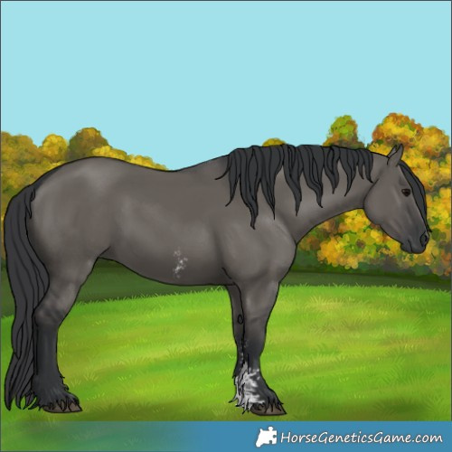 Horse Color:Grullo Sabino Rabicano 