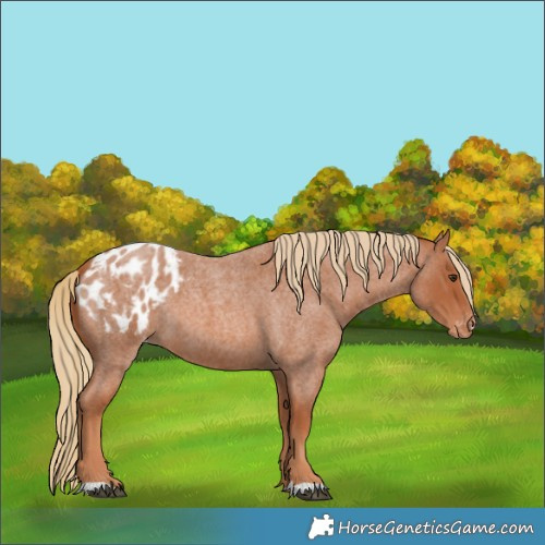 Horse Color:Red Roan Appaloosa 