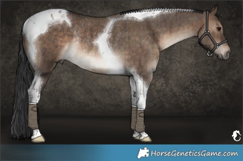 Horse Color:Brown Dun Tobiano Rabicano Brindle 