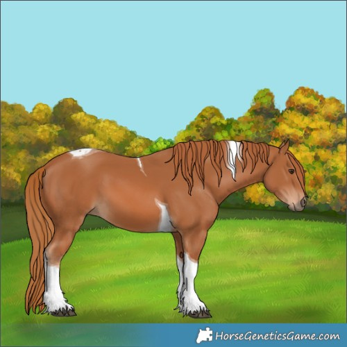 Horse Color:Chestnut Tobiano 